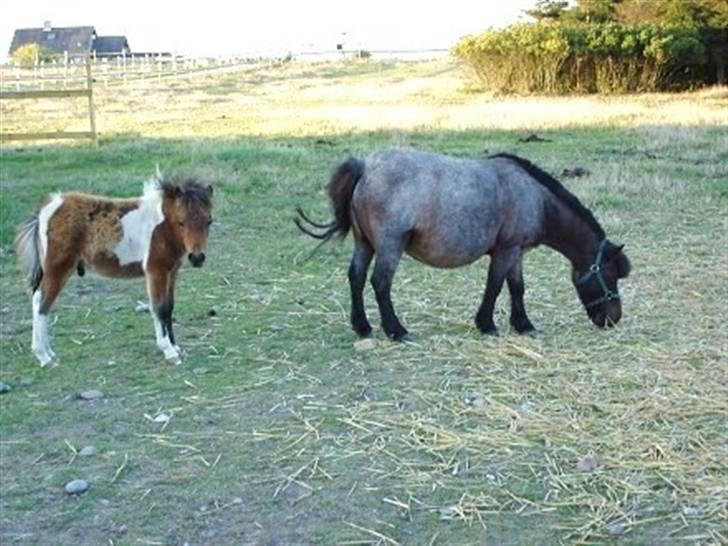 Shetlænder Faster - Faster da hun kom hertil i 04´ med hendes føl Knold(nu Alf) billede 7