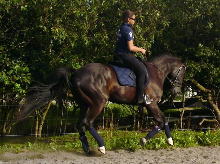 Anden særlig race Noir Rêver - .08.09 billede 2