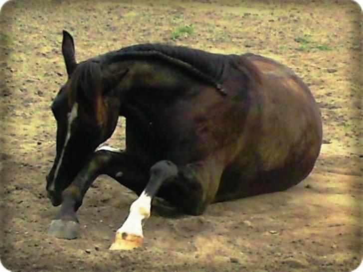 Anden særlig race Noir Rêver - Hm...det er bare såååååfedt at rulle sig.  =) billede 4