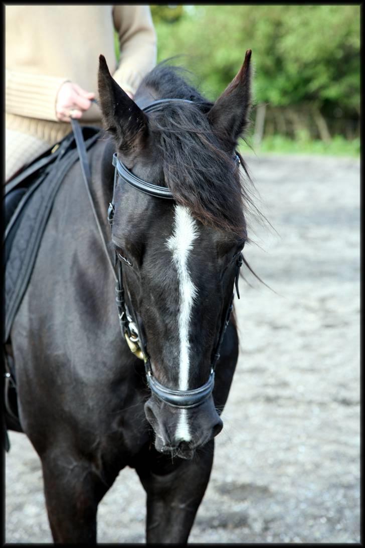 Anden særlig race Noir Rêver - 19.05.09 - Det smukke ansigt fra min vidunderlig dreng.  <3 billede 5