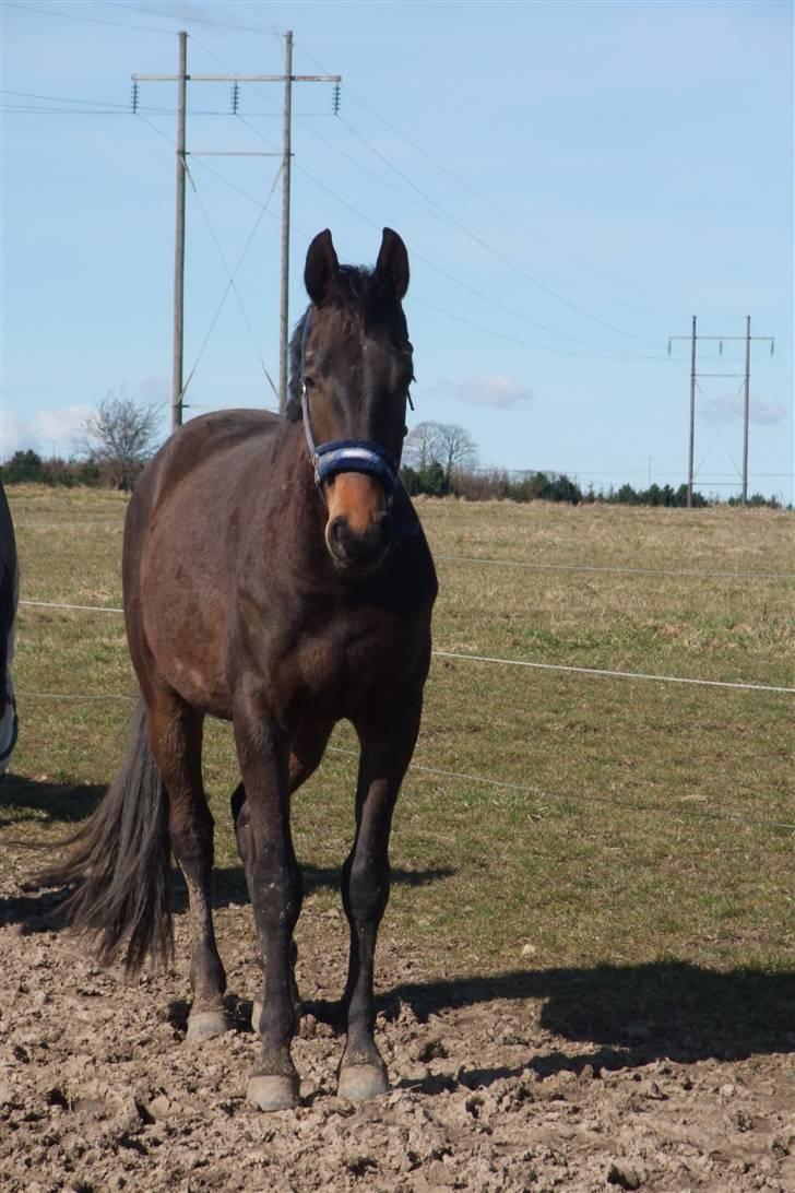 Dansk Varmblod Niendamgaards Morgan - På fold marts 2009 billede 8