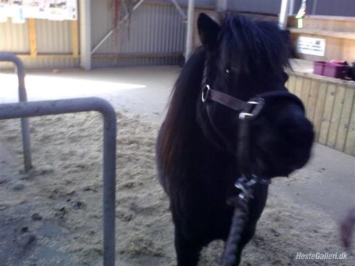 Shetlænder Sorte Anja "passer" - heeej Ellen kommer du for at strigle mig?? foto: den allersødeste Sara billede 8