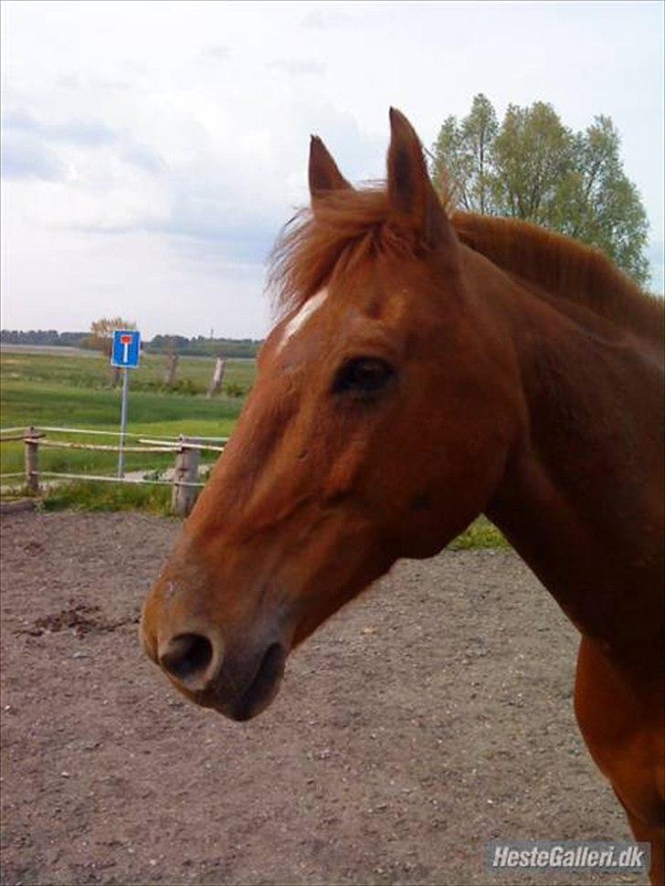 Irsk Sportspony Pimboli  *Solgt* - :´) billede 4