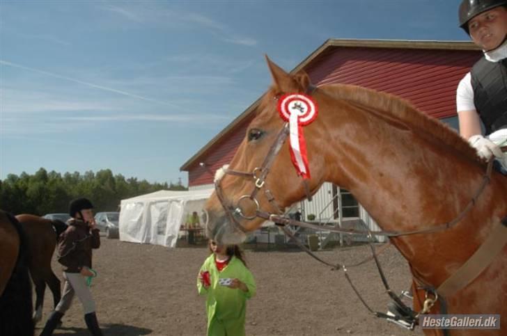 Irsk Sportspony Pimboli  *Solgt* - Mig & Pimboli til vores 2. stævne hvor vi vandt i LD, i ISR d. 31 maj 09 (: Foto : MCL-foto (: billede 5