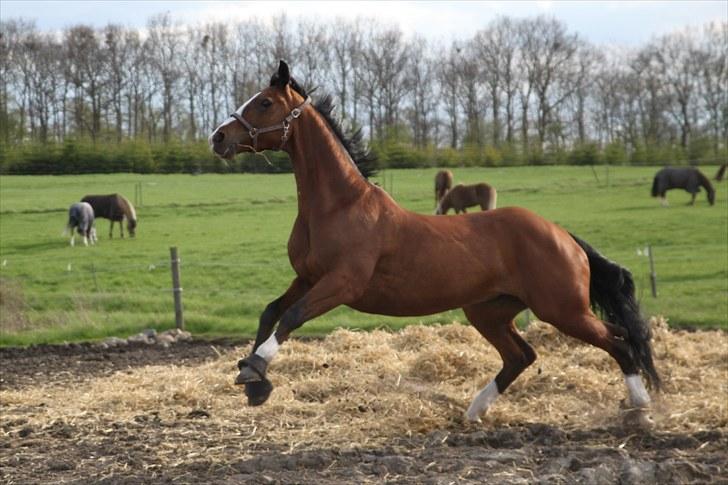 Hannoveraner Little Miss Lesly - Lesly gir den gas på folden (: billede 17