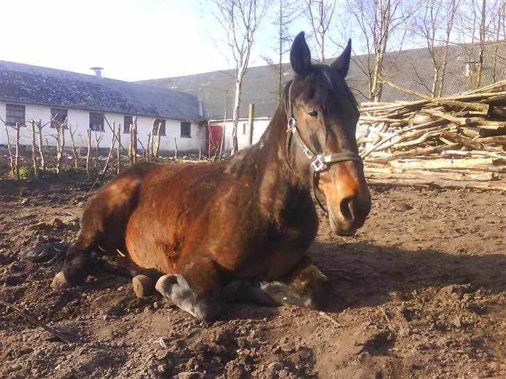 Traver Thor Holmager [R.I.P] - Taget af: Dorte Jensen/Grønvang foto(mig) billede 11