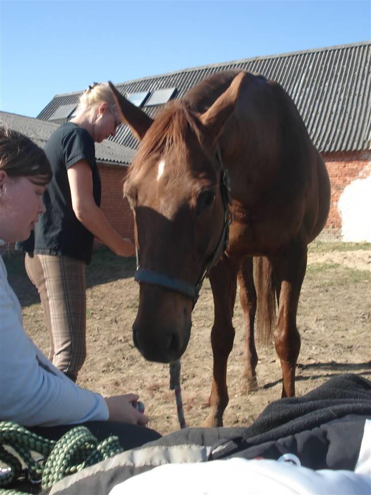 Dansk Varmblod Juvel Mols (Passer hest) - Jeg vil også være med! billede 3