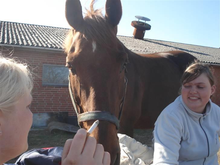 Dansk Varmblod Juvel Mols (Passer hest) - Hygge Julle billede 4