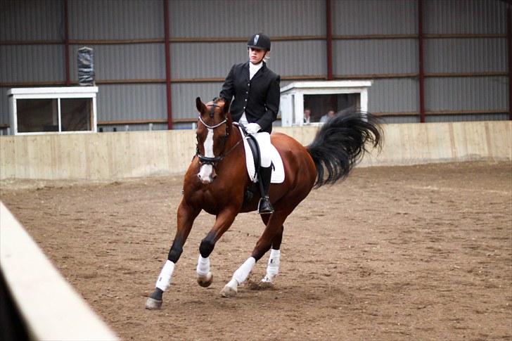 Hannoveraner Little Miss Lesly - Galop i LB1 11. september 2010 NSRK billede 18