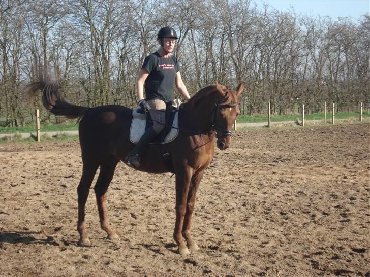 Dansk Varmblod Juvel Mols (Passer hest) - Så fint han kan stå...  billede 5