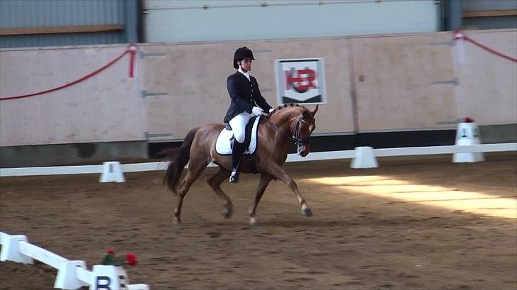 New Forest Lucky Star - b-pony - Distriktstævne i Herning, Maj 2011. Dagen hvor vi blev b-ekvipage ;-)) billede 6