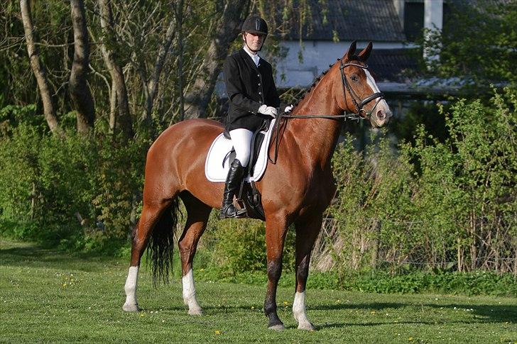 Hannoveraner Little Miss Lesly - Opstillings billede efter stævne maj 2011 billede 7