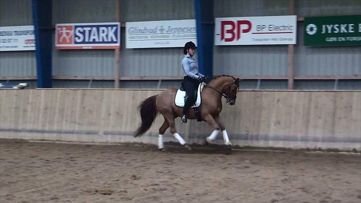New Forest Lucky Star - b-pony - Trænings stævne ved B+ dommer, red PRI til 63,42% - 27. Februar 2011 billede 7