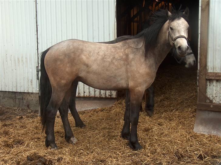 Connemara Dambækgårds Dun Riain - Riain, da han stadig var dun-farvet billede 2