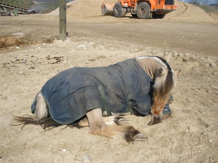 Fjordhest †Bellmann Kongsted† billede 18