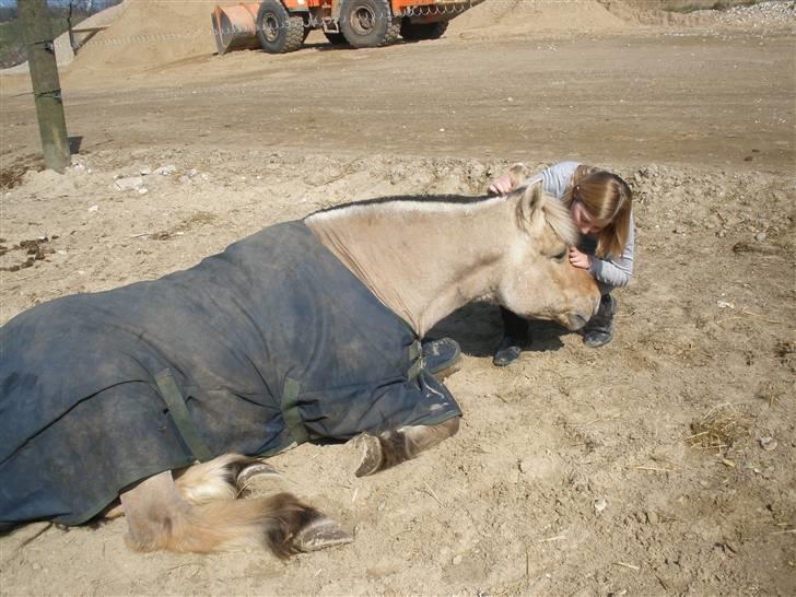 Fjordhest †Bellmann Kongsted† billede 19