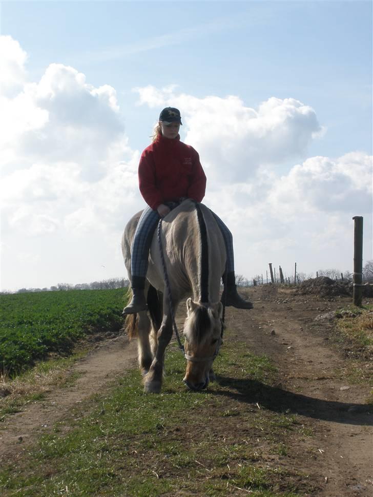 Fjordhest †Bellmann Kongsted† billede 20