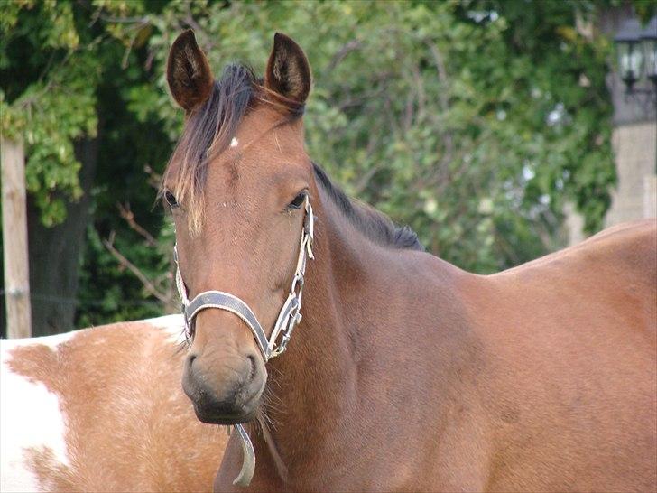 Pinto l »Fascination« billede 9