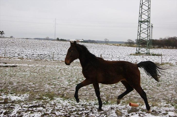 Pinto l »Fascination« billede 12