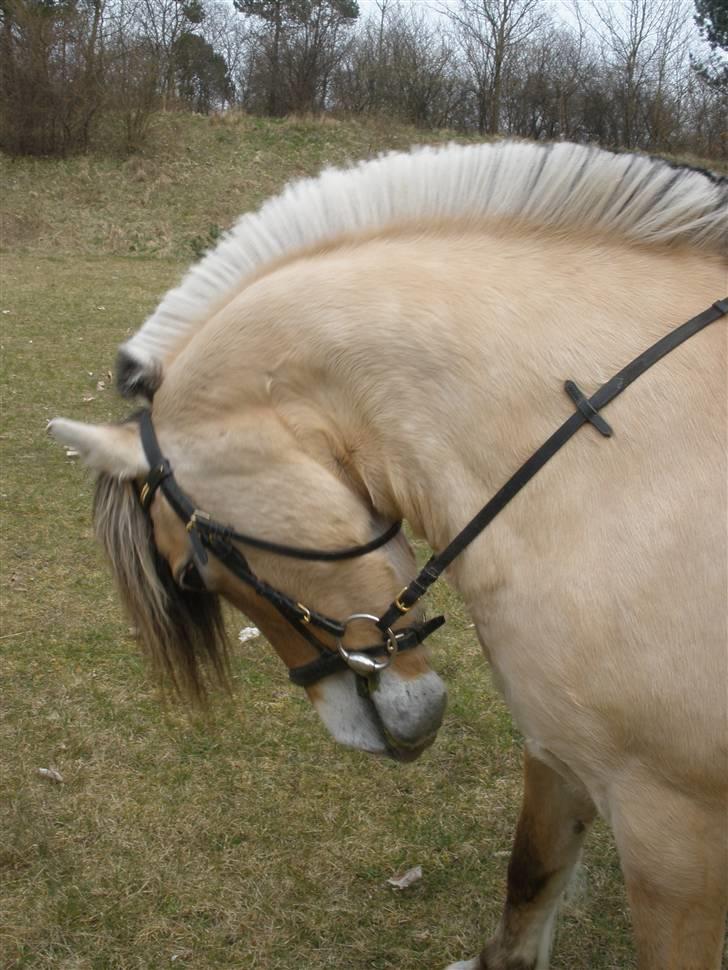 Fjordhest †Strandhuses Sif† billede 3