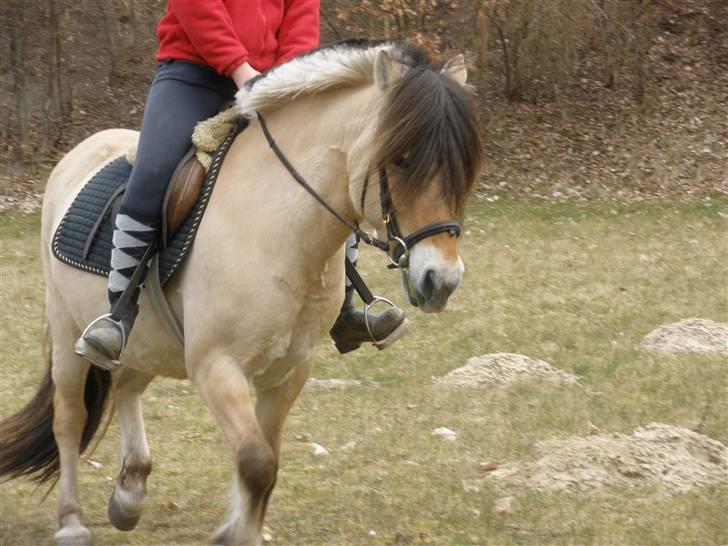 Fjordhest †Strandhuses Sif† billede 4