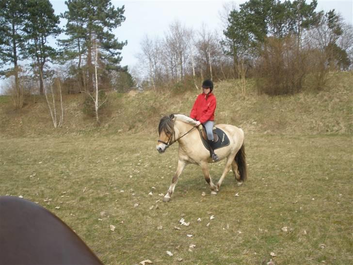 Fjordhest †Strandhuses Sif† billede 8