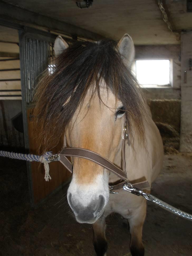 Fjordhest †Strandhuses Sif† billede 9