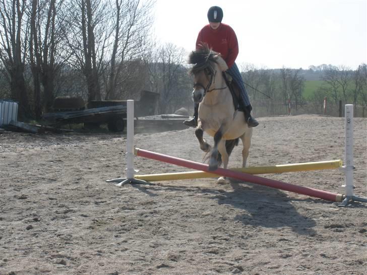 Fjordhest †Strandhuses Sif† billede 10