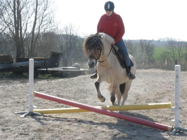 Fjordhest †Strandhuses Sif† billede 11