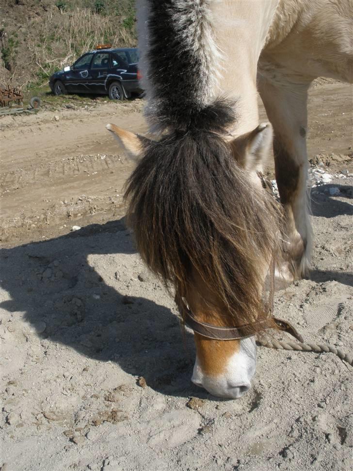 Fjordhest †Strandhuses Sif† billede 14