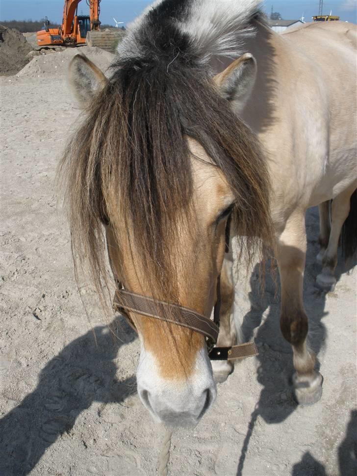 Fjordhest †Strandhuses Sif† billede 15