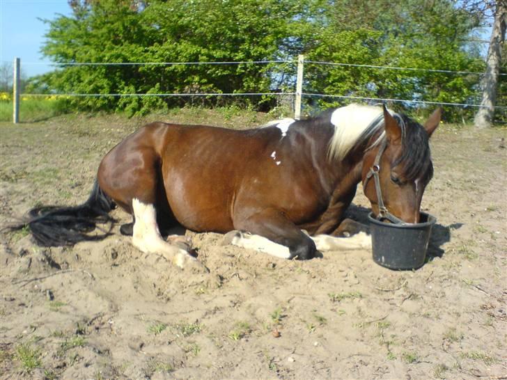 Pinto Thiamo - lidt doven må man da være..... billede 1