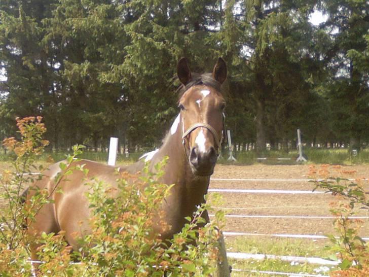 Pinto Thiamo - tit tit billede 2