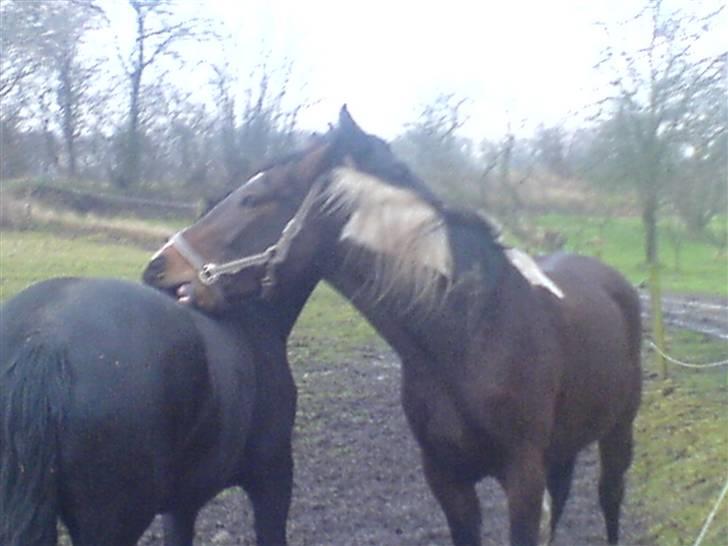 Pinto Thiamo billede 3