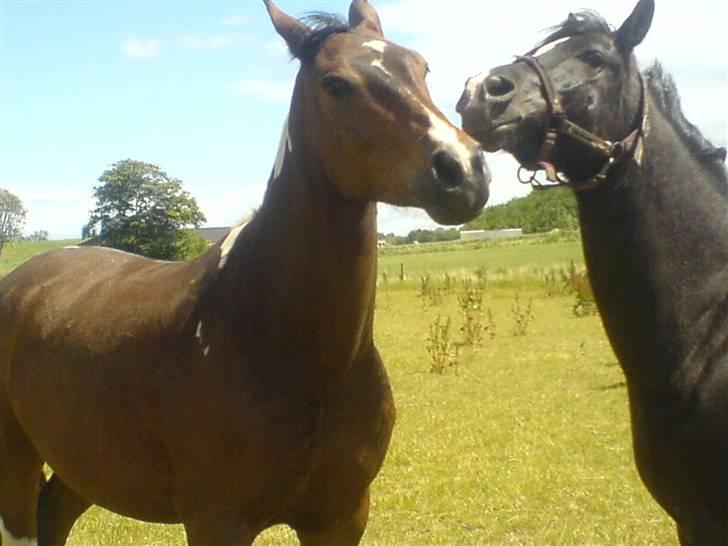 Pinto Thiamo - på folden 2008 billede 4