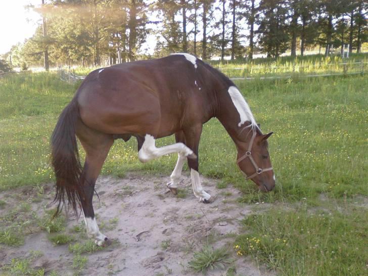 Pinto Thiamo - det klør altså lige billede 5