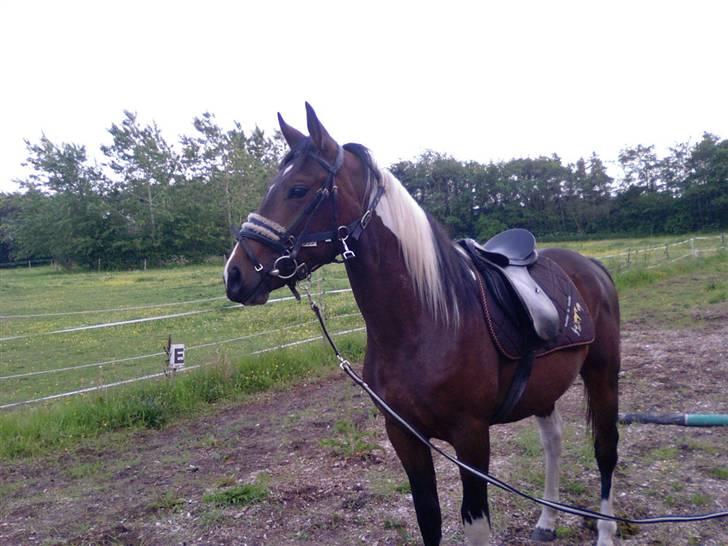 Pinto Thiamo - første gang med udstyr.2006 billedet er taget af tidligere ejer billede 6