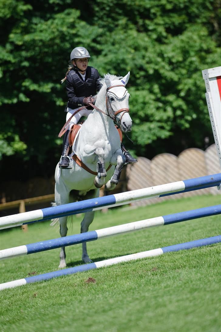 New Forest roløkke tokaji  - stævne i parken (LB)
08/09 billede 4
