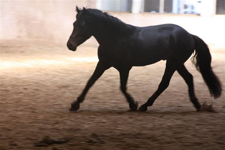 New Forest Vangsgard's Caesar (solgt) - 2# løbe løbe  foto: mette thomsen billede 2