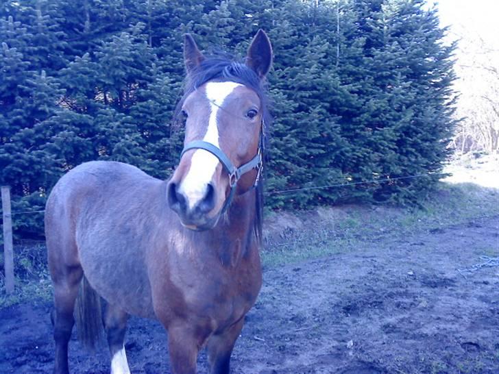 Anden særlig race Samson billede 5