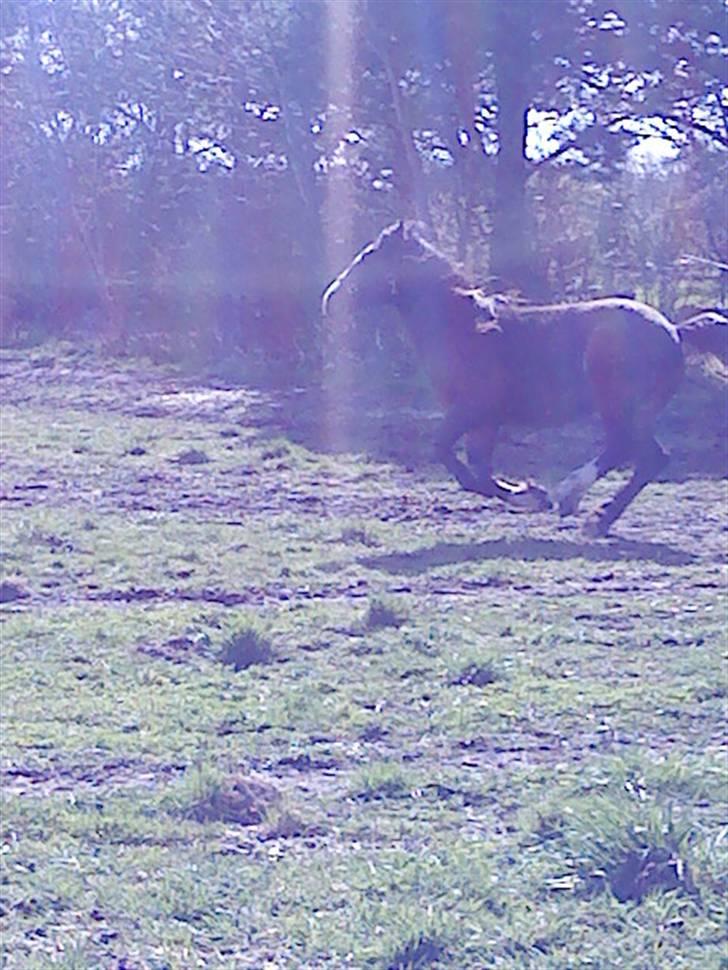 Anden særlig race Samson billede 6