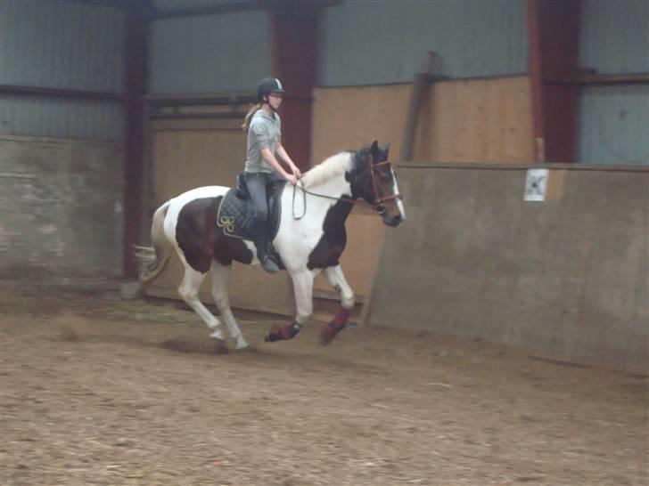 Pinto Chinook SOLGT - galop :)    - Taget af Birgitte Tandrup billede 7