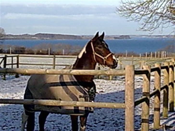 Pinto Thiamo - luftes i vintervejret. uh... hvor jeg stråler billede 7