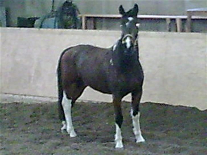 Pinto Thiamo - skulle egentlig bevæge mig lidt meen.. billede 8