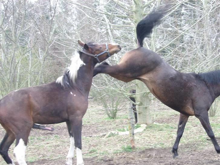 Pinto Thiamo - dengang jeg var hingst billede 9