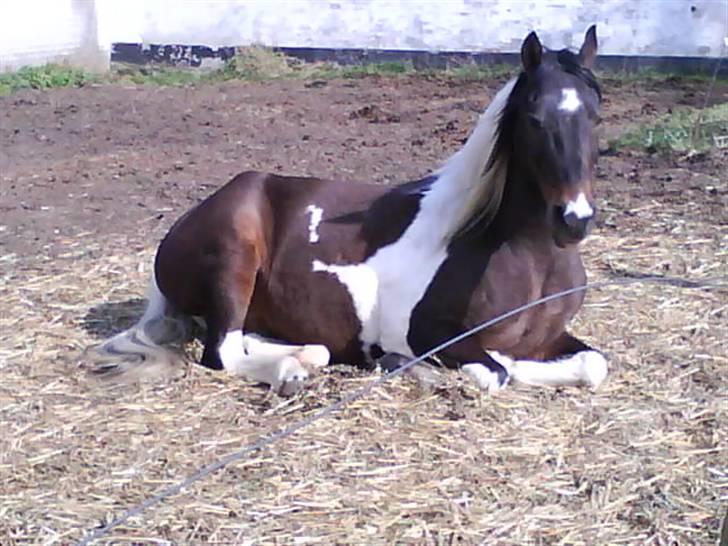 Pinto Araber Lucky<33 - Lucky der ligger ned  billede 1