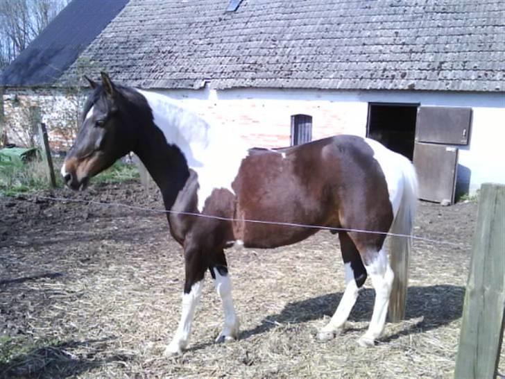 Pinto Araber Lucky<33 - MIN SMUKKE pinto araber billede 2