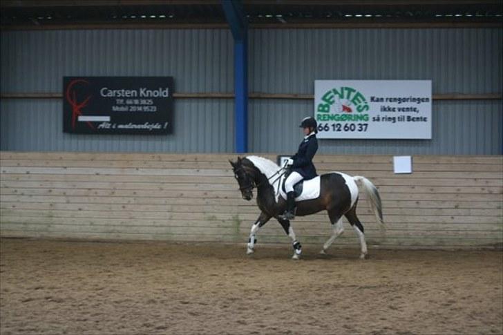 Pinto Araber Lucky<33 billede 3