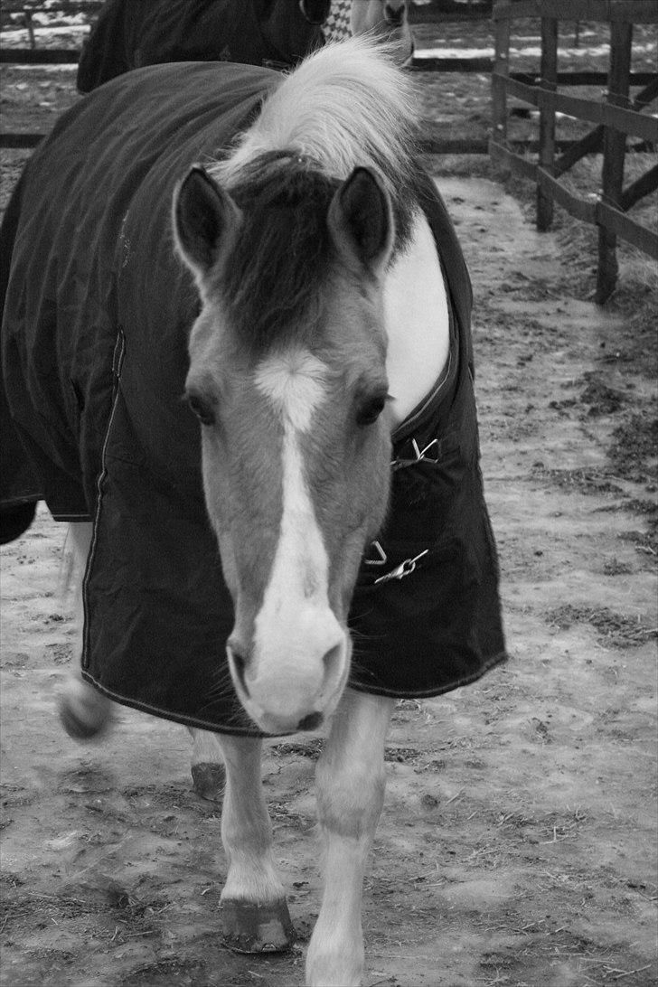 Anden særlig race *Tea's Baby Dolly* billede 2