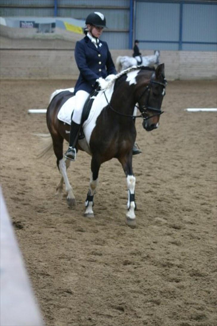 Pinto Araber Lucky<33 billede 4